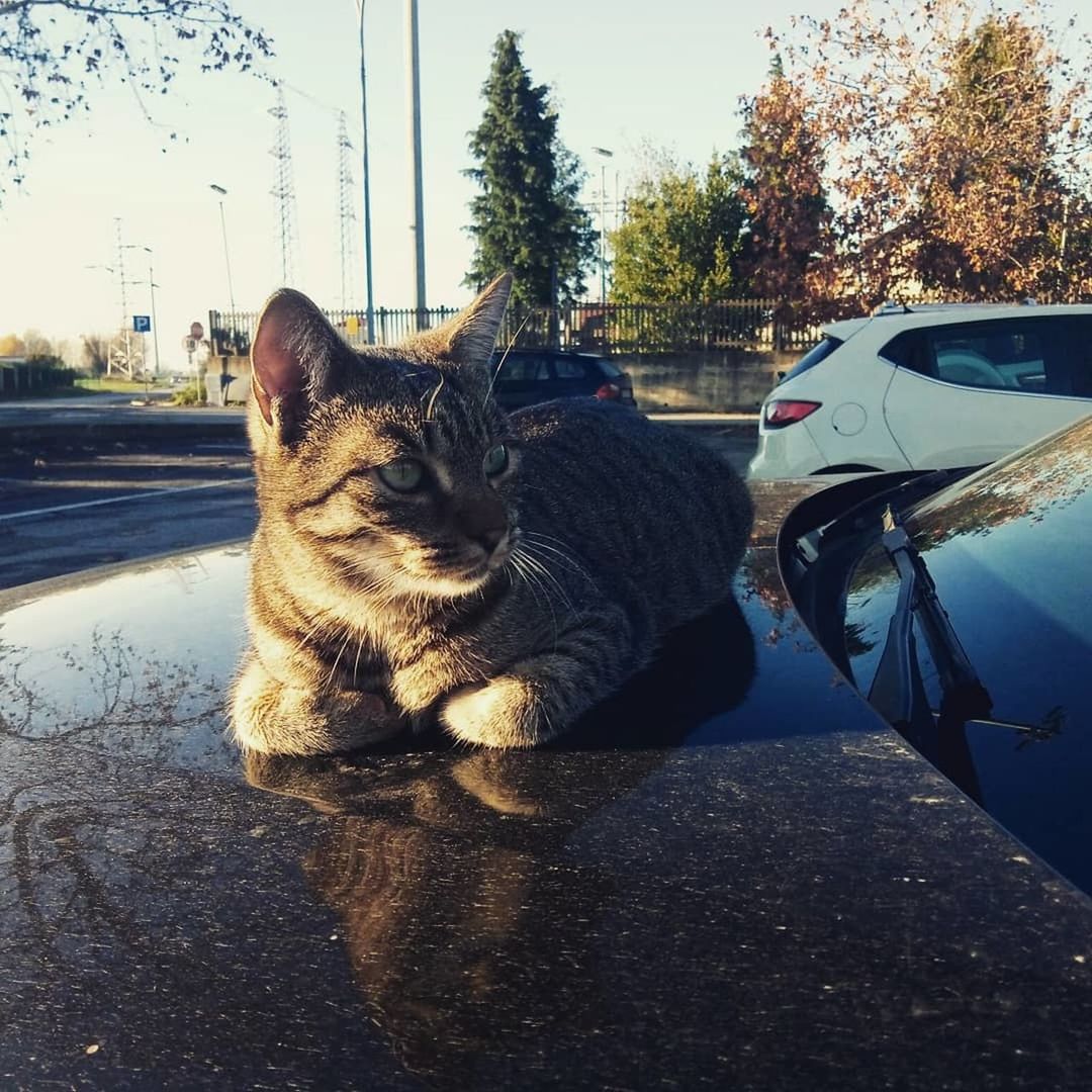 CAT LOOKING AT CAR ON STREET