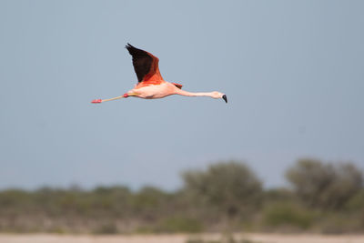 Low angle view of bird flying