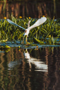 Bird flying over lake