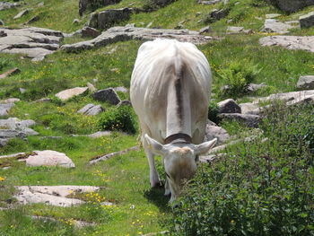 Horse grazing in a field