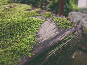 Close-up of moss growing on tree