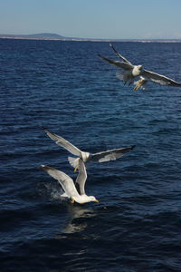 Seagull flying over sea