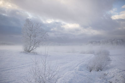 Bare tree on snow covered field against sky