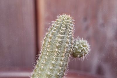 Close-up of succulent plant, cactus, san pedro 