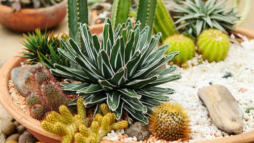 High angle view of succulent plant