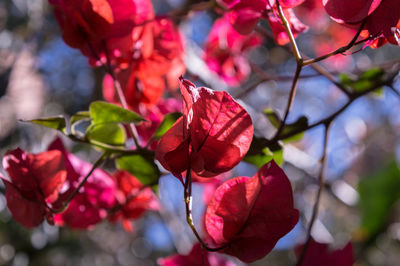 Close-up of red bougainvillea blooming on tree