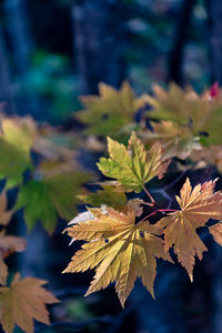 Close-up of maple leaves on plant