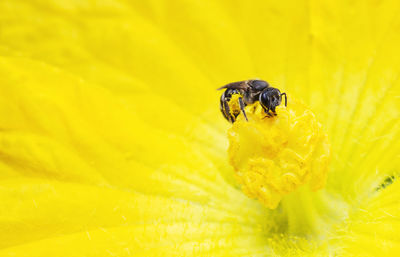 Close-up of insect on yellow flower