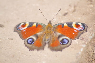 Close-up of butterfly