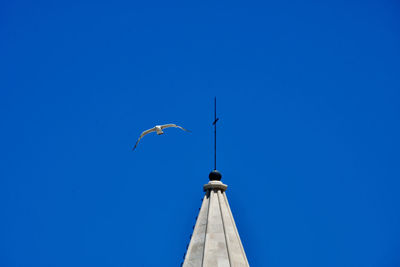 Low angle view of bird flying against blue sky