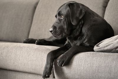 Close-up of dog sitting on sofa at home