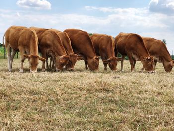 Cows on field