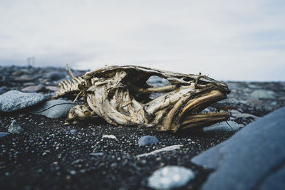 Surface level of sea shore