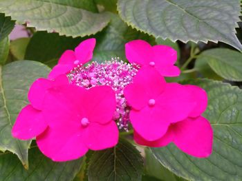 Close-up of pink flowering plant