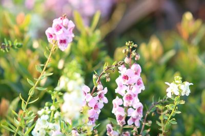 Close-up of insect on pink flowers