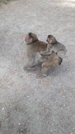 High angle view of monkey