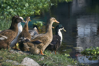 Group of ducks drying themselves near a pond, littered with plastic garbages.