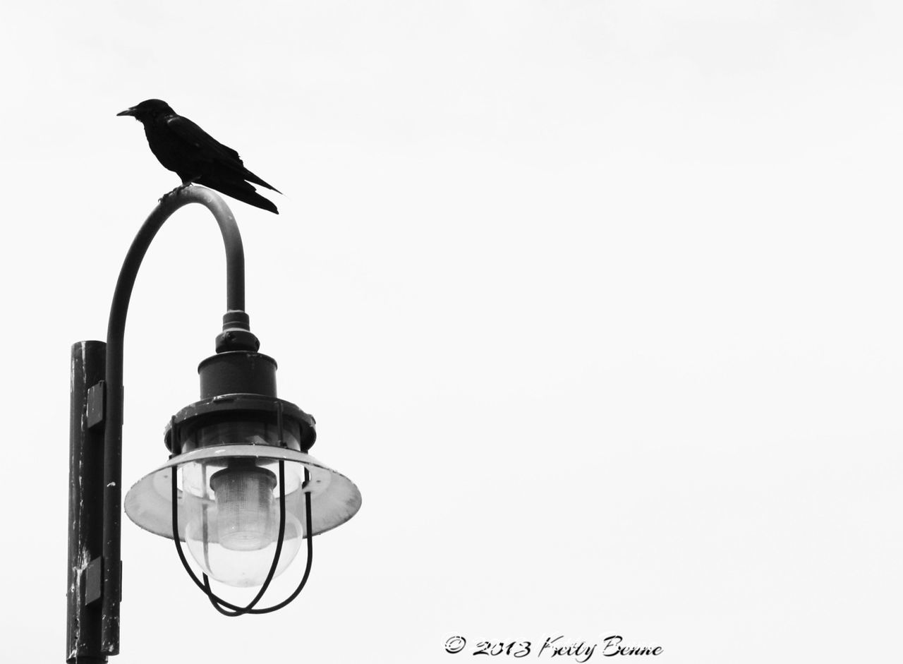 bird, clear sky, low angle view, animal themes, street light, animals in the wild, copy space, wildlife, lighting equipment, one animal, perching, flying, pole, day, outdoors, no people, lamp post, sky, seagull, electricity