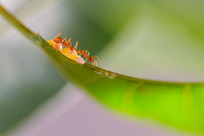 Close-up of insect on leaf