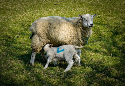 Sheep in a field