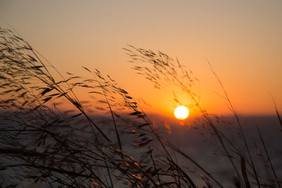 Low angle view of silhouette trees against orange sky