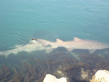 High angle view of rocky beach