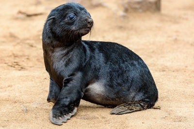 Close-up of a sea animal