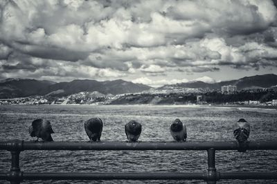 Birds perching on railing by sea against cloudy sky