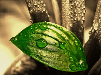 Close-up of wet green leaf