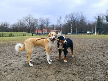 Dogs standing on field against sky