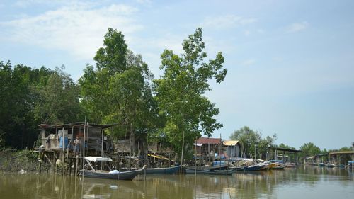 Boats moored by trees against sky