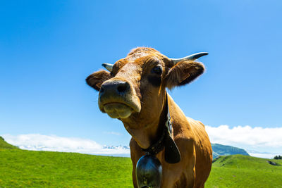 Portrait of a horse on field