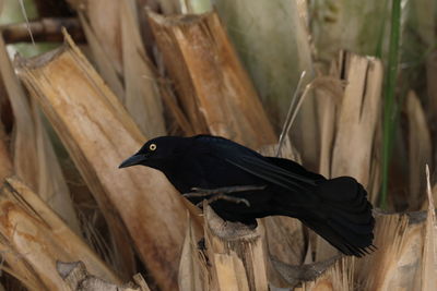 Close-up of bird perching outdoors