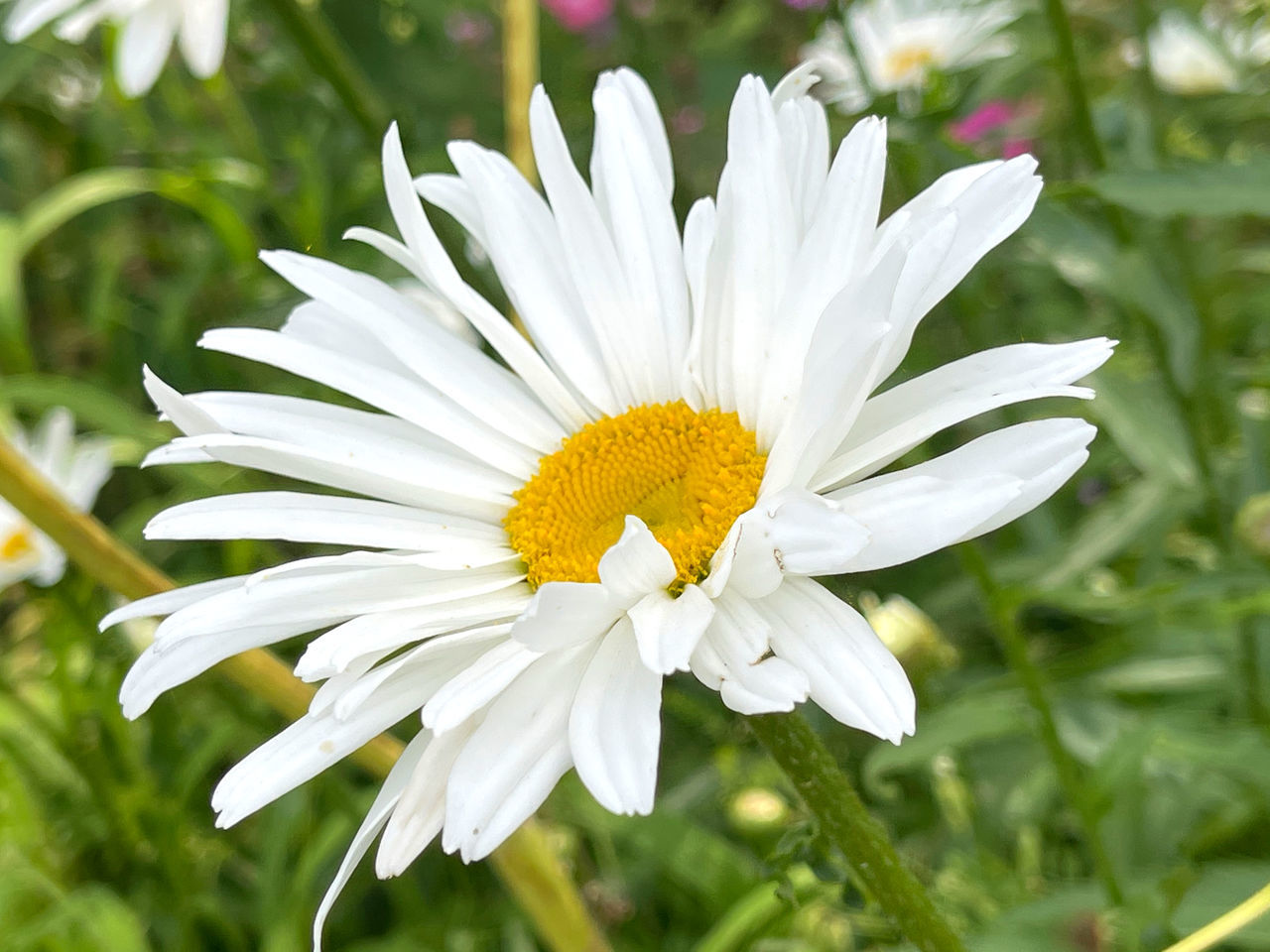 CLOSE-UP OF WHITE DAISY WITH YELLOW FLOWER