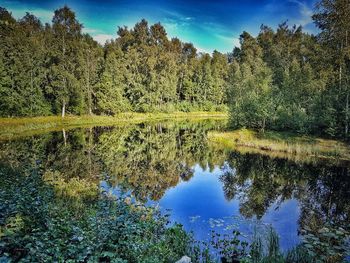 Reflection of trees in calm lake