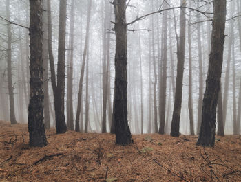 Trees in forest