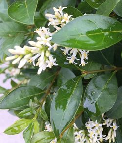 Close-up of flowers blooming outdoors