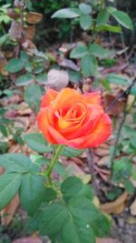 Close-up of fresh red rose blooming outdoors