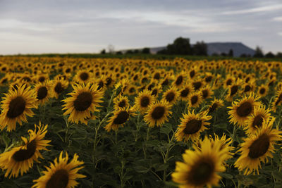 Field of flowering sunflowers