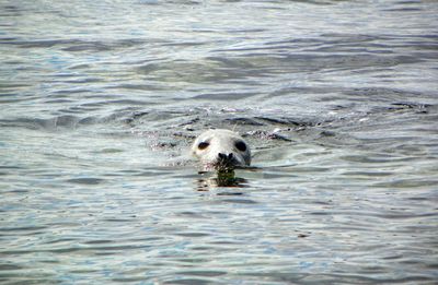 Bird in water