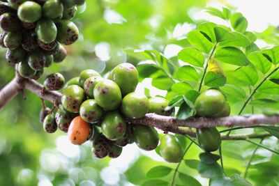 Close-up of berries growing on tree