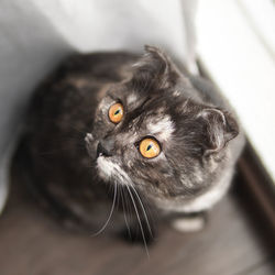 Close-up of black smoke scottish fold british shorthair cat orange eyes