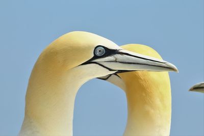 Close-up of gannets against clear sky