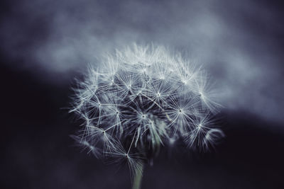 Close-up of dandelion against black background