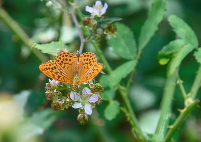 Close-up of butterfly pollinating on flower