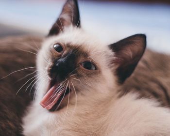 Close-up of cat with mouth open