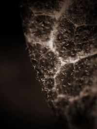 Close-up of leaf against black background