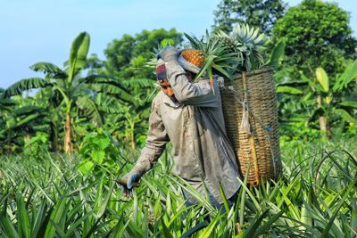 Pineapple field worker working in morning time with a basket full of pineapple attached on the back