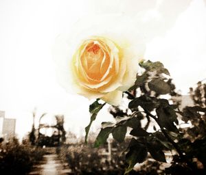 Close-up of rose