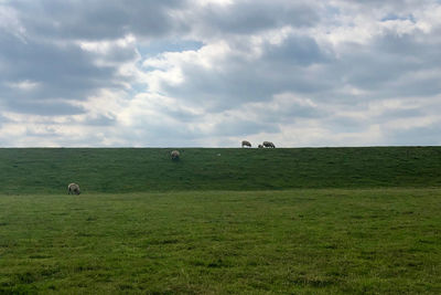 View of sheep grazing in field